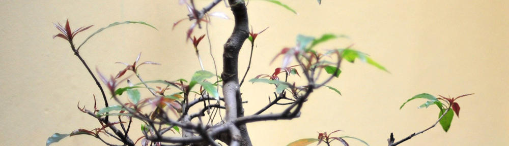 BERITA SEPUTAR JAYAPURA